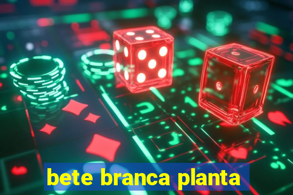 bete branca planta